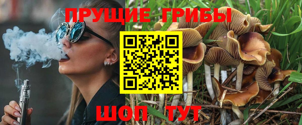 Псилоцибиновые грибы мицелий Тайшет